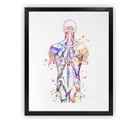 Dignovel Studios 18X24 Unframed Back Muscle Human Anatomy Art Watercolor Art Print Medical Art Science Orthopedic Surgery Skeleton Print Chiropractor Clinic Office Wall Décor DN737