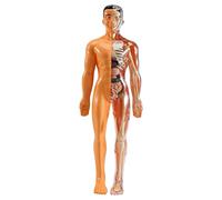 Diheohg 3D Plastic Children Human Body Anatomy Model DIY Skeleton Toy Science Early Learning Aid Educational