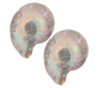 DIKACA 2pcs Natural Ammonite Specimen Sliced Educational Models for Adults and Decorative Display Highlighting Unique Patterns and Colors of Ancient Mineral Specimens