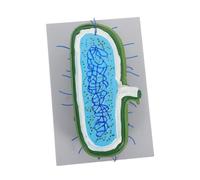DIKACA Human Cell Anatomy Model with Organelles for Biology Lessons Interactive Educational for Students Enlarged Cell Nucleus Simulation Classroom Study Aid for Science