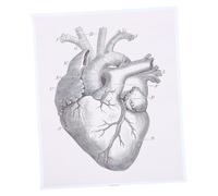 DIKACA Human Heart Anatomical Chart Medical Organ Decorative Hanging Adornment for Classroom School Laboratory Teaching Visual Aid