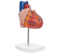 DIKACA Human Heart Model with Display Base for Classroom Study Detailed Human Anatomy Cube Clear Structural Visualization Educational Science Teaching Aid for Medical Students and Labs