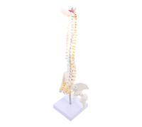 DIKACA Human Spine Anatomy Model with Pelvis and Tailbone Medical Teaching Tool for Orthopedic Education Patient Demonstration Portable Vertebral Column Display