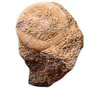 DIKACA Sea Urchin Ornament for Desktop Decor Educational Teaching Material for Paleontology Display Unique Ocean Animal Model Adornment Gift for Adults and Classroom Use