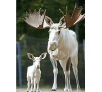 Dimond Art for Adults Moose Animal 5D Diamond Painting Kits, Crafts for Adults, DIY Gem Art Full Round Drill Gem Paintings Dimonds Embroidery Kit, Home Wall Decor, Gifts for Women 16x24in K-41340Q