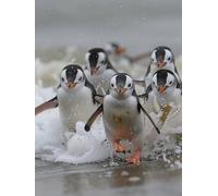 Dimond Art for Adults Penguin 5D Diamond Painting Kits for Adults Sea, DIY Gem Art Full Square Drill Crystal Creations Dimonds Cross Stitch Beginner, Home Wall Decor, Gifts for Women 24x32in 1-5X98