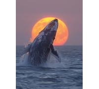Dimond Art for Adults Whale 5D Diamond Painting Kits for Adults Moon, DIY Gem Art Full Square Drill Crystal Creations Dimonds Cross Stitch Beginner, Home Wall Decor, Gifts for Women 12x16in 7-EW21
