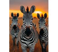 Dimond Art for Adults Zebra Animal 5D Diamond Painting Kits for Adults, DIY Gem Art Full Round Drill Crystal Dimonds Embroidery Cross Stitch Beginner, Home Wall Decor, Gifts for Women 24x35in R-LX32