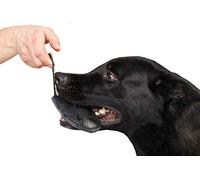 DINGO GEAR Dog Bite Tug Toy Hand Sewn Black Grain Leather Strong Polypropylene Handle for Training K9 IGP Agility Play - 12 x 10 cm, Black Espresso (S00229)