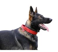 DINGO GEAR Drago Leather Dog Collar, Amortized with Strong Wide Handle, Handmade, Neck Girth 40-48 cm, for Training and Walks, Pull Protection, Soft Padding, Red (S03911)