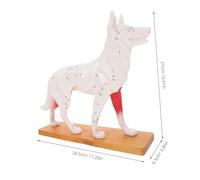 DINHEAROM Canine Acupuncture Model Veterinary Teaching Tool Detailed Dog Anatomy for Medical Schools and Hospitals for Studying Acupuncture Points and Veterinary Techniques