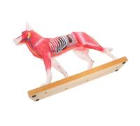 DINHEAROM Canine Acupuncture Model Veterinary Teaching Tool Detailed Dog Anatomy for Schools and Hospitals for Studying Acupuncture Points and Veterinary Techniques