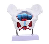 DINHEAROM Educational Pelvic Model Organ Anatomical Model Pelvic Floor Muscle Supply