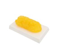 DINHEAROM Human Fatty Tissue Demonstration Model Anatomical Model for Fitness Training and Nutrition Education Realistic Yellow Design for Classroom and Fitness Center Use