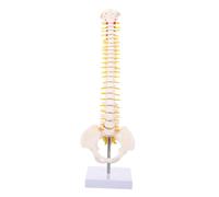 DINHEAROM Human Spine Anatomy Model PVC Medical Training Tool with Tailbone Pelvis Vertebral Column for Orthopedic Education