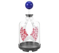 DINHEAROM Lung Breathing Model with Diaphragm Simulation, Sturdy Plastic Human Body Organs Teaching Model for Classroom Science Kit and School Biology Education