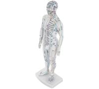 DINHEAROM Male Human Acupuncture Model with Meridians and Acupoint Display, White Traditional Chinese Medicine Body Model for Acupuncture Point Location and Massage Teaching Tool
