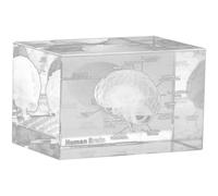 Dinntty 3d Human Brain Anatomical Model Paperweight (Etched) in Crystal Glass Cube Science Gift