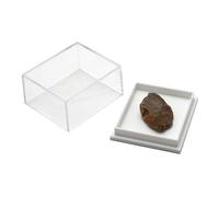 Dinosaur Bone Fossil