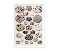 Dinosaur Eggs Poster, Vintage Botanical Art Prints, Retro Encyclopedia Illustration Wall Art Plants Botany Pictures, Bedroom Living Room Home Decor, A4 (Print Only) - 29.7x21cm