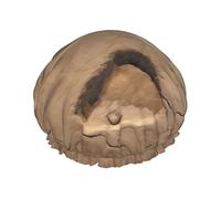 Dinosaur Footprints03 Print Reusable Shower Cap For Women Shower Caps With Double-Layer Elastic For Long Hair Bath