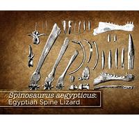 Dinosaur Interpretations and Spinosaurus