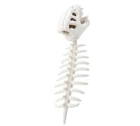 Dinosaur Skeleton Plush Costume, Wearable Funny Soft Headpiece Doll, Dinosaur Headpiece Skeleton Toy, For Women, Men, Boys, Kids, Adults, Home, House