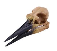 Dinosaur Skull model - Pterosaur Resin Skull Skeleton Statue model - Dinosaur Skull Replica - Dinosaur Tooth Skull Fossil Teaching Skeleton Model - for Scientific Educational Toy,Animal Resear (A )