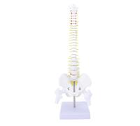 Dioche Life Size Spinal Cord Model Flexible PVC Human Spine Model with Stand for Education Science Study 40cm