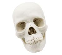 Diogeynu Human Skull Model For Demonstrating Medical Skull Model Anatomy Skull Model Human Anatomical Skull Exploded Skull Model