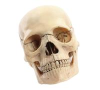 Diogeynu Human Skull Model For Demonstrating Medical Skull Model Anatomy Skull Model Human Anatomical Skull Exploded Skull Model
