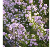 Diosma Pink Fountain Confetti Bush Spring Flowering Garden Shrub in Plant Pot