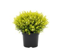 Diosma Sunset Gold 3L Potted Aromatic Evergreen Shrub