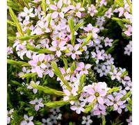 Diosma Sunset Gold Confetti Bush Spring Flowering Garden Shrub in Plant Pot