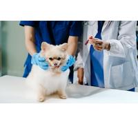 Diploma in Dog Behavior