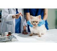 Diploma in Veterinary Assistant