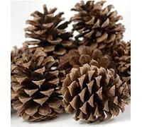 Direct Florist Supplies - Natural Fir Pine Austriaca Cones Florist Xmas Wreaths Garlands Wedding Christmas (One Size, 250, Grams)