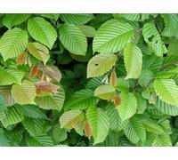 Direct Plants 100X 5-6Ft Carpinus Hornbeam Hedging Trees, Extra Large Rootball Trees For Instant Impact