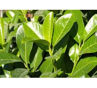 Direct Plants 100X 5-6Ft Cherry Laurel Hedging Trees, Extra Large Rootball Trees For Instant Impact