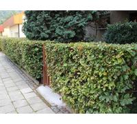 Direct Plants 100X 5-6Ft Green Beech Hedging Trees, Extra Large Rootball Trees For Instant Impact