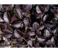 Direct Plants 10X 4-5Ft Copper Purple Beech Fagus Purpurea, Large Hedging Trees, Supplied In 7.5 Litre Pots