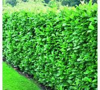 Direct Plants 10X Cherry Laurel Evergreen Hedging Plants Large 3-4Ft Supplied In 3 Litre Pots