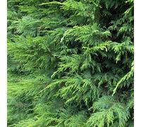 Direct Plants 10x Green Leylandii Cupressocyparis Hedging Trees 4ft+ in 3 Litre Pots Direct Plants Green