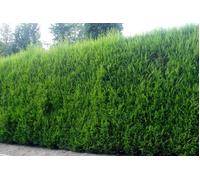 Direct Plants 10x Green Leylandii Cupressocyparis Hedging Trees 6ft in 10L Pots Direct Plants Multicolor
