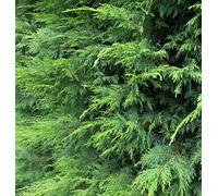 Direct Plants 10X Green Leylandii Cupressocyparis Leylandii Hedging Trees 4-5Ft Supplied In 3 Litre Pots