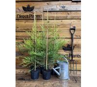 Direct Plants 10x Large Golden Leylandii Castlewellan Hedging Trees 3ft in 3L Pots in Gold Direct Plants Gold