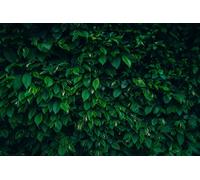 Direct Plants 10x Large Hornbeam Carpinus Betulus 2 - 3ft Tall Direct Plants Multicolor
