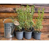 Direct Plants 10x Large Privet Ligustrum Argenteum Hedging Trees in 2/3 Litre Pots By Direct Plants - 10 - 2/3L - Pot
