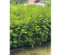 Direct Plants 10X Lonicera Nitida Box, Alternative Hedging Plants, Large Plants, Supplied In 2/3 Litre Pots