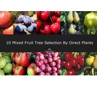 Direct Plants 10x Mixed Large Fruit Trees ( Apple Cherry Pear Plum ) 4-6ft Tall Direct Plants Multicolor